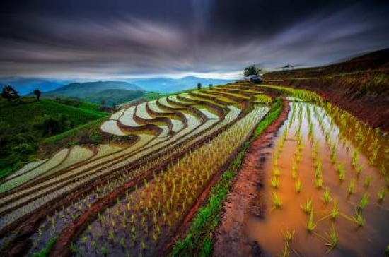 Unseen Rice Field C