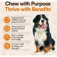 thumbnail image 5 of The Treat Shack Large Beef Marrow Filled Bone Dog Chew Treat, 3CT, 5 of 8