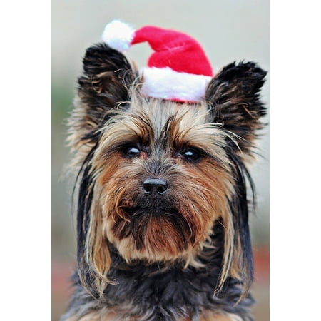 Santa Claus Portrait LAMINATED POSTER Santa Claus Woman Dog Yorkshire Terrier Portrait Poster Print 24 x 36 ()