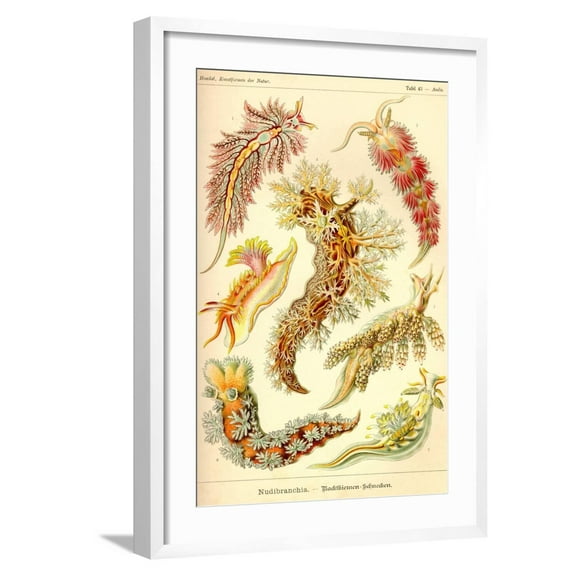 Art.com Nudibranch Gastropod Mollusks Art Print by Ernst Haeckel, White Frame Wall Art, 21" x 29"