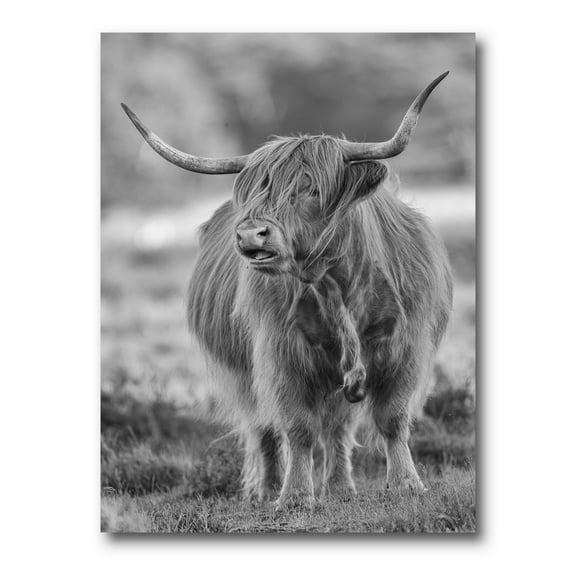 Designart ' Close Up View of Monochrome Bull ' Farmhouse Canvas Wall Art Print