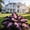 D, variant on Long-Lived Multicolor Hostas For Home Planting Upgrade Landscape Delicate Patterned Leaves,Effortless Growing Garden Ornament Premium Stakes(Non-Artificial)