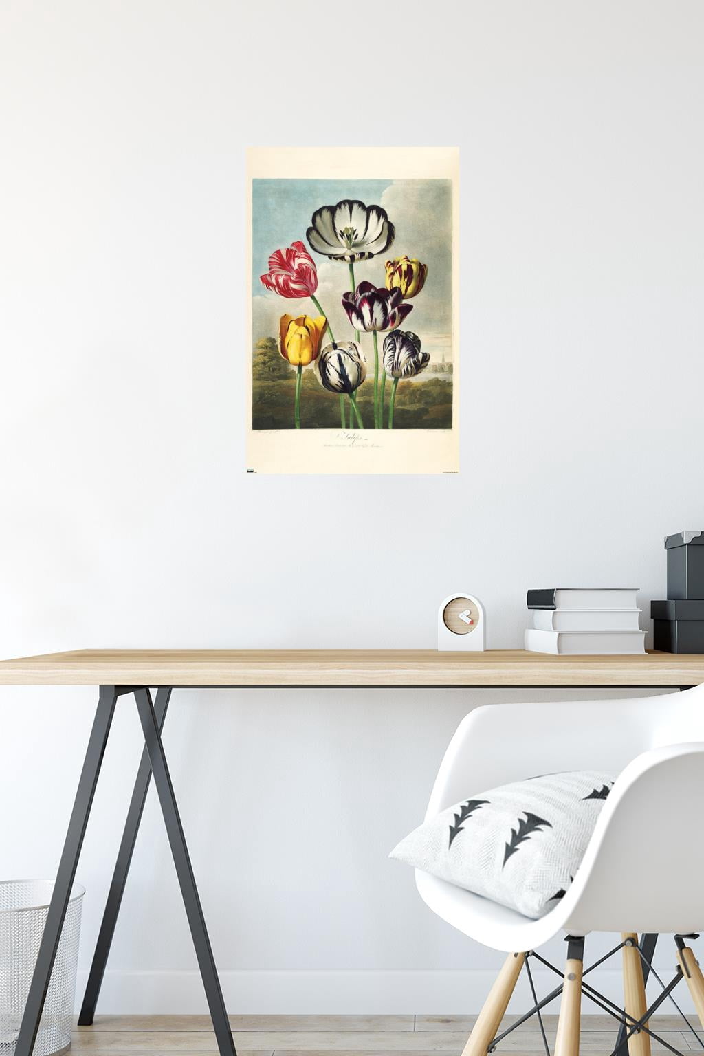 Tulips from the The Temple of Flora Wall Poster, 14.725" x 22.375"