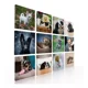 thumbnail image 1 of Set De 12 Cuadros Decorativos Para Veterinaria, 1 of 5