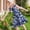 Blue, variant on ATOGUTA Dresses Girls Summer Ruffle Sleeve A Line Casual Party Dresses for Kids Size 5T-14, Army Green