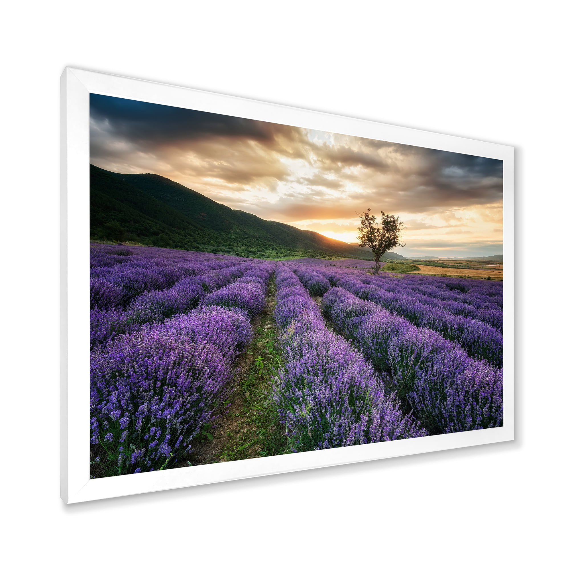 Designart 'Dramatic Clouds and Sunrise Over Lavender Field VII' Farmhouse Framed Art Print