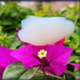 thumbnail image 3 of High-Transparency Aerogel Cube – Lightweight, High-Porosity Scientific Gift Aerogel Block – Ultra-Light, High-Permeability & Porosity, Unique Gift Idea, 3 of 6