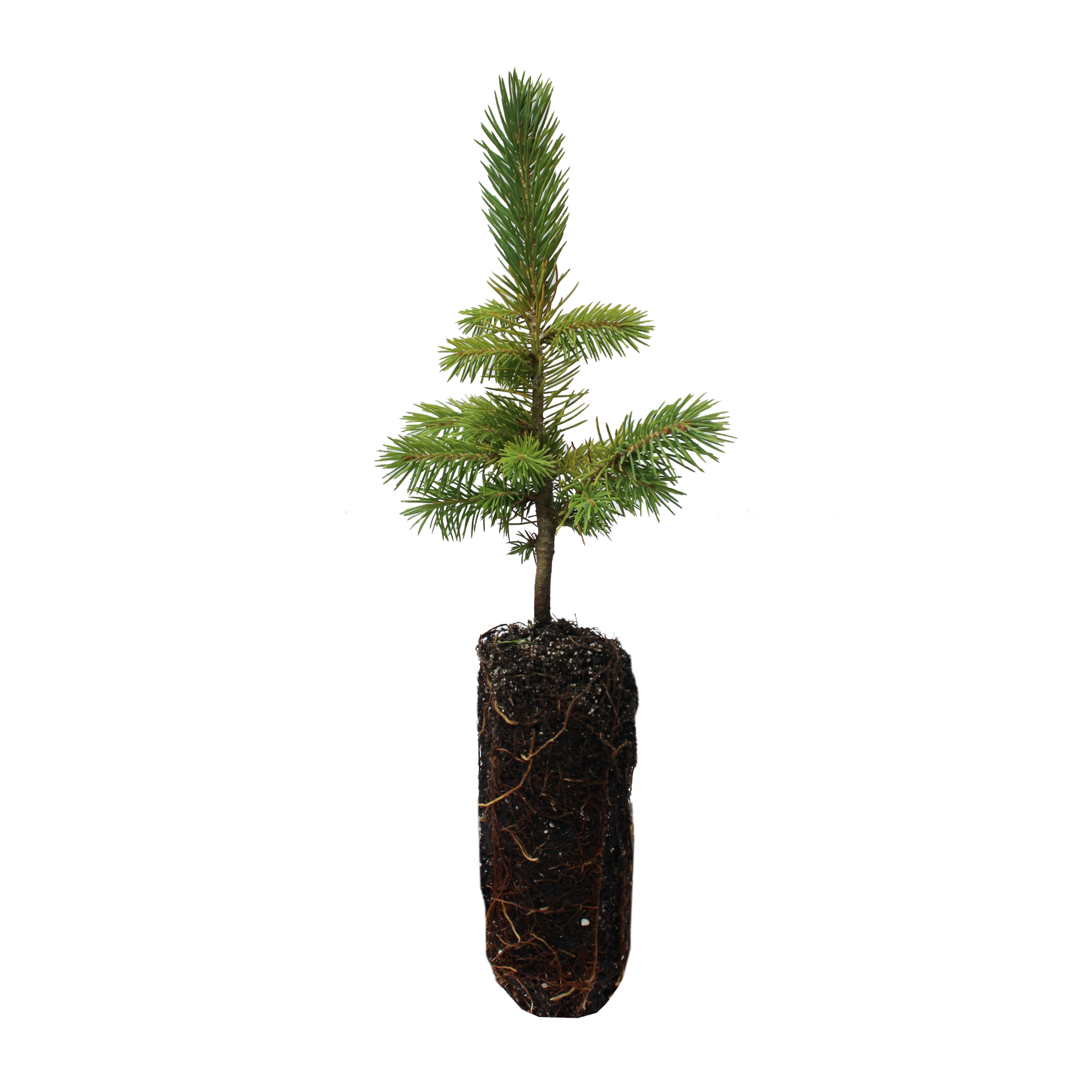 Engelmann Spruce Medium Tree Seedling The Jonsteen Company