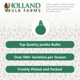 thumbnail image 2 of Garlic - 3 Bulbs per Pack - Grow an Edible Garden - Ready to Plant Live Bulbs, 2 of 3