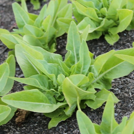 Deer Tongue - Amish Leaf Lettuce Seeds - 1 Lb ~400000 Seeds - Non-GMO Heirloom - Vegetable Garden - Lactuca sativa