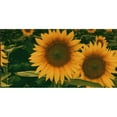 thumbnail image 1 of Sunflower Full Photo License Plate, 1 of 1