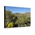 thumbnail image 1 of Canvas Print: Saguaro Cactus Near Tucson, Arizona, 2008, 1 of 3