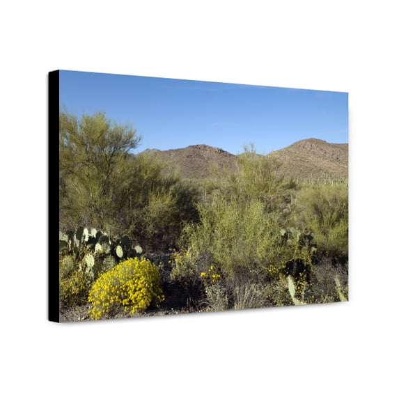 Canvas Print: Saguaro Cactus Near Tucson, Arizona, 2008