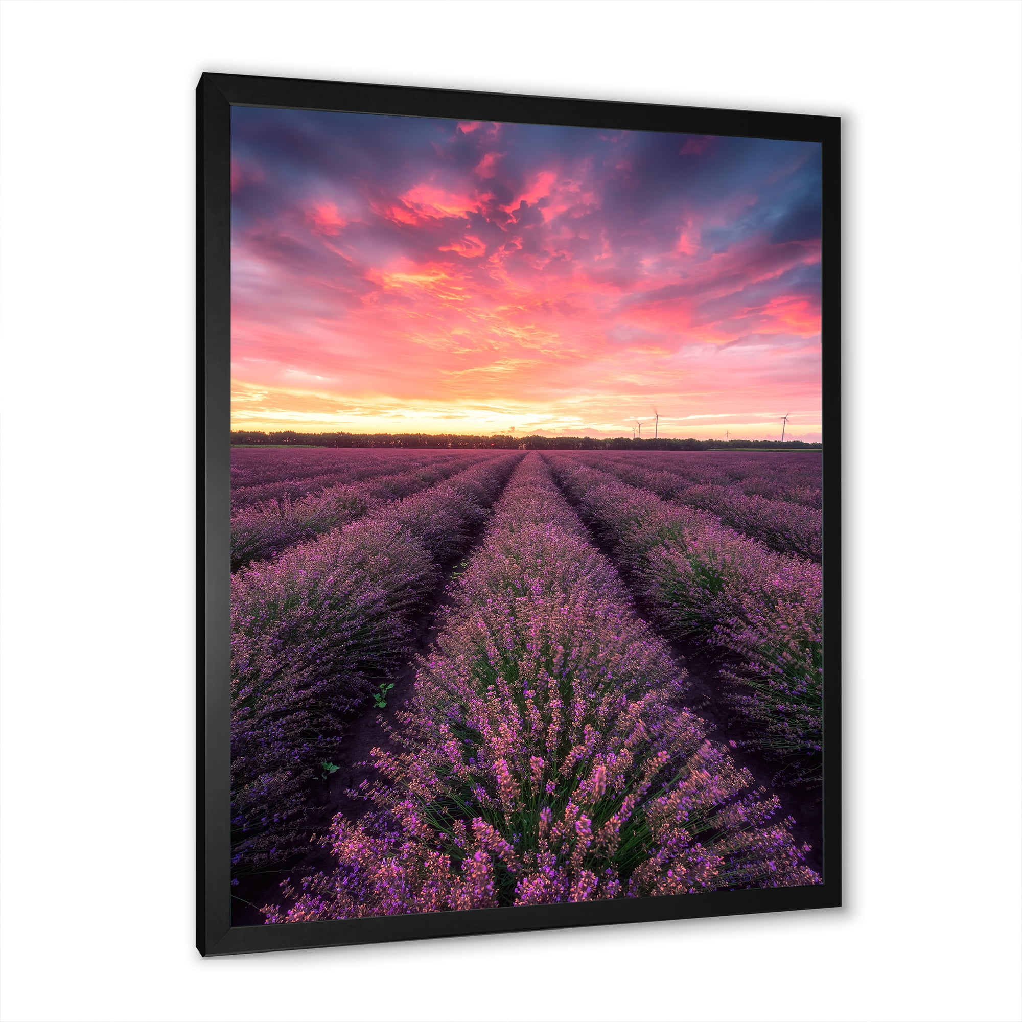 Designart 'Dramatic Clouds and Sunrise Over Lavender Field XIV' Farmhouse Framed Art Print