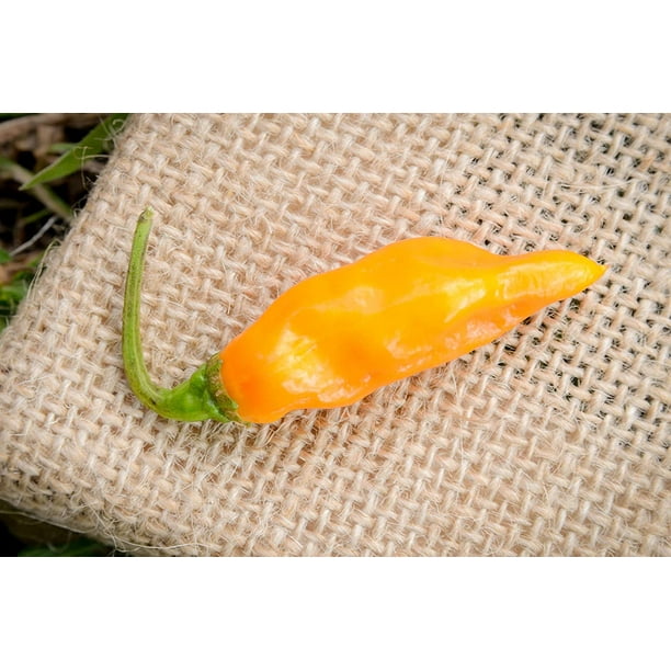 Datil Sweet Heirloom Pepper Premium Seeds Packet