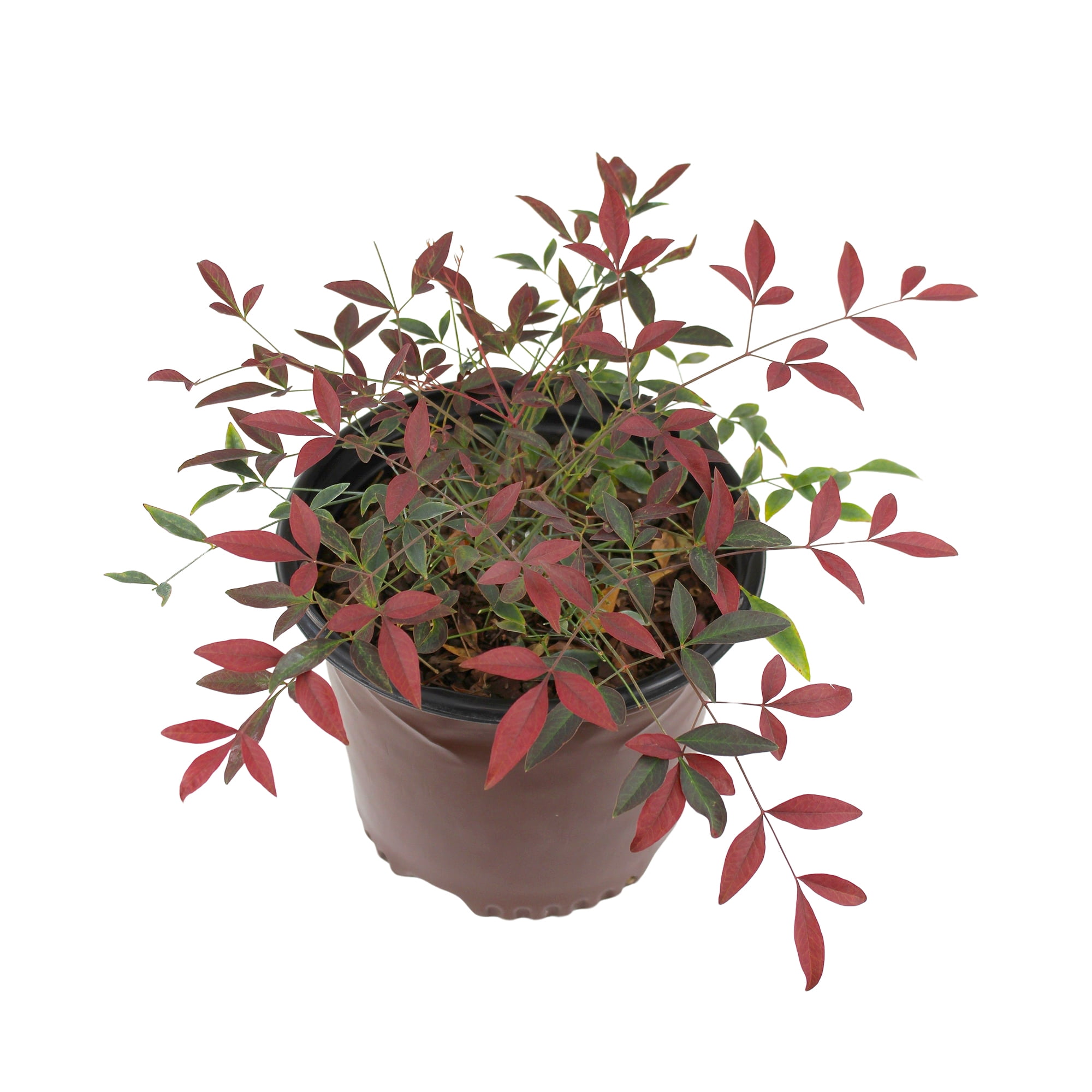 Southern Living Nandina Flirt Shrub, Outdoor Plant & Garden Shrubs 1 gal Pot, Part Sun