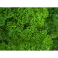 thumbnail image 2 of Organic Curly Leaf Parsley Herb - Live Plant - 4.5" Pot, 2 of 2