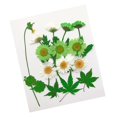 thumbnail image 4 of 13X Hermosas flores secas prensadas naturales múltiples Hojas prensadas para álbumes de recortes rtesanía Resina Fabricación DIY F, 4 of 8