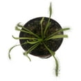thumbnail image 2 of Cape Sundew 'Alba' (Drosera Capensis) Carnivorous Plant in 2" Pot, 2 of 2