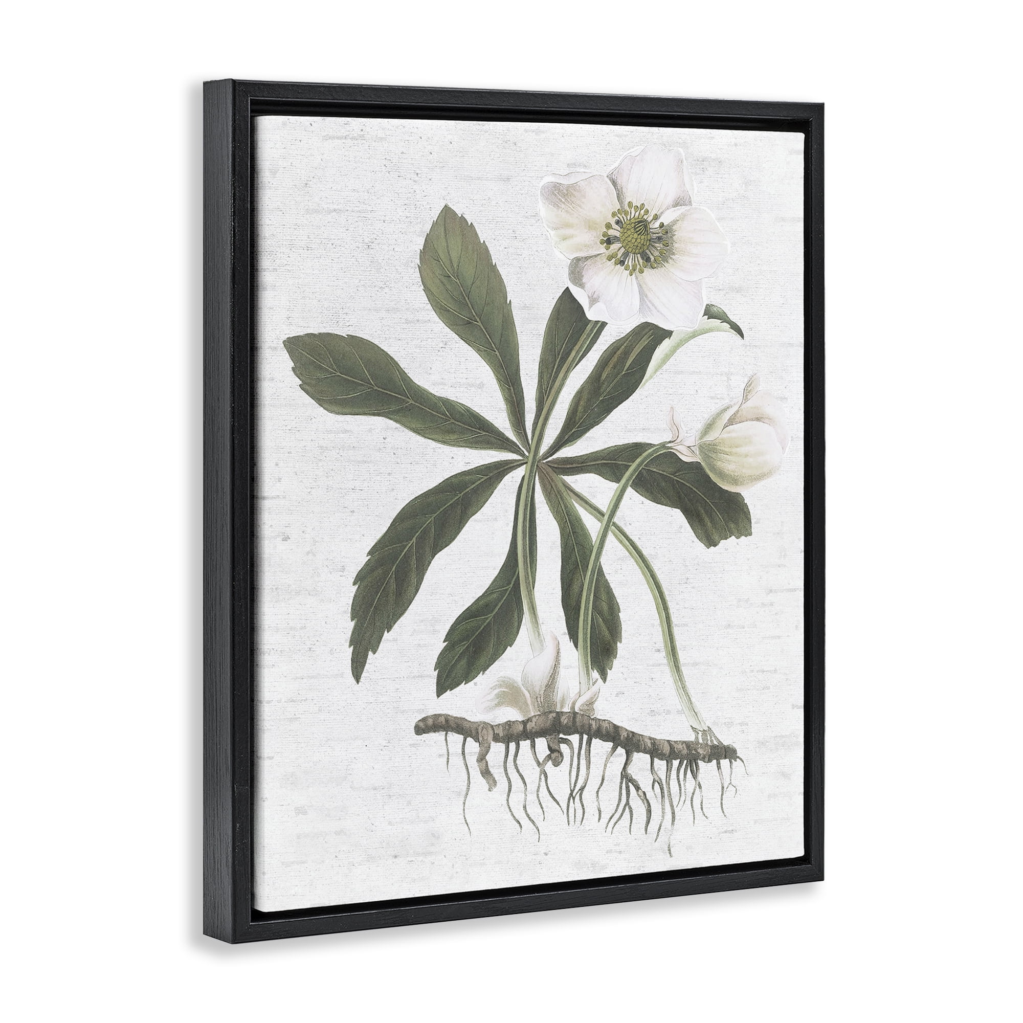 Stupell Industries Magnolia Flower Study Botanical & Floral Painting Black Floater Framed Art Print Wall Art, 25 x 31