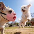 thumbnail image 6 of Scary Funny for Dogs, Head Realistic Masks, Latex Pet Face for Small & Medium Dogs, Hilarious Pet Muzzle Accessory, 6 of 7