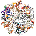 thumbnail image 2 of Cartoon Lizard Theme Stickers, Waterproof Lizard Theme Sticker for Water Bottle Laptop Phone Cases Planner Skateboard Luggage Helmet Party Favor Decor, Ideal for Adults Teens Teacher Rewards, 2 of 9