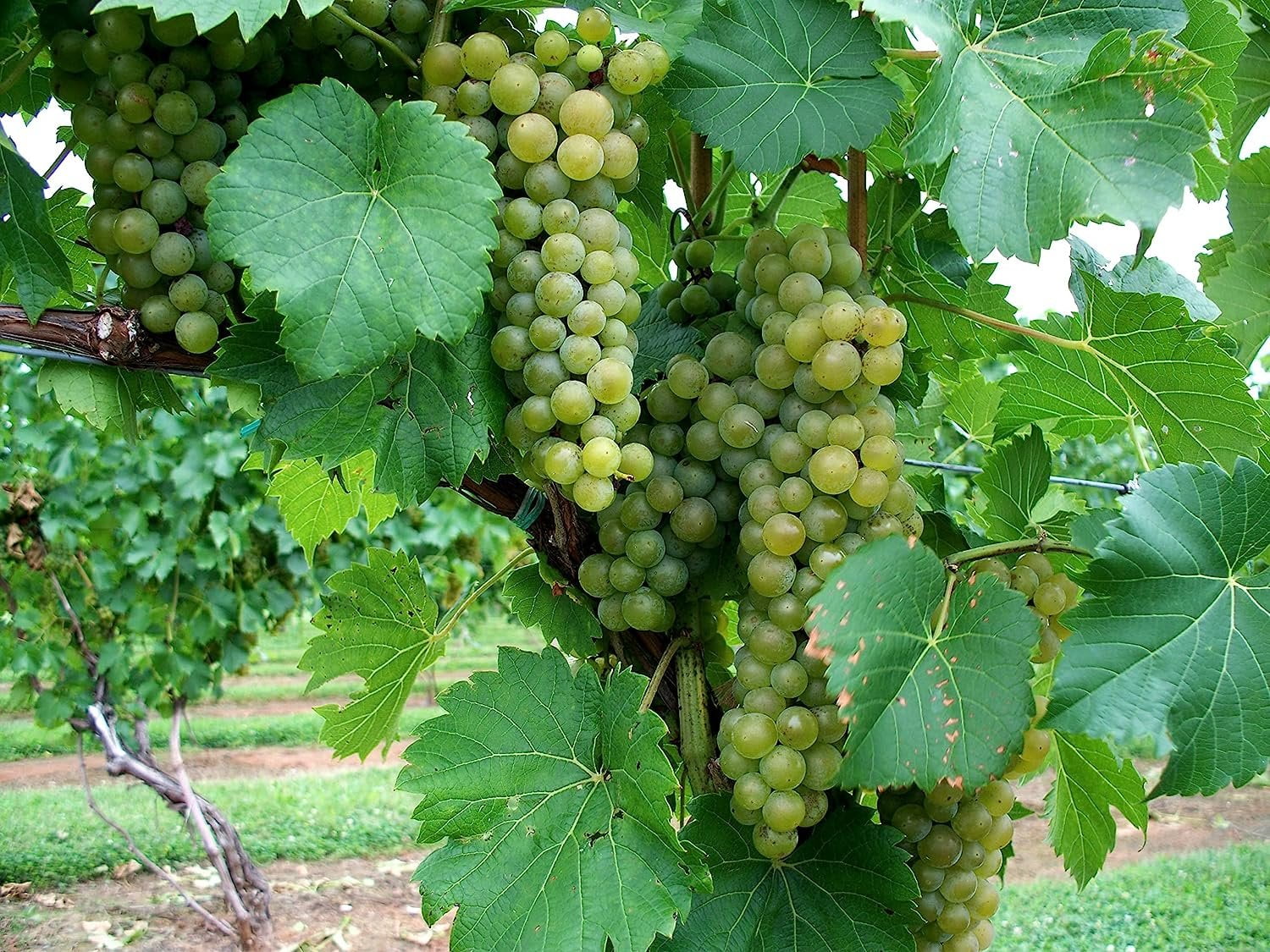 Grape Vine Plant - 5 Live Plants in 4 Inch Growers Pots - Variety is Grower's Choice Based on Health, Beauty and Season - Edible Fruit Bearing Tree for The Patio and Garden