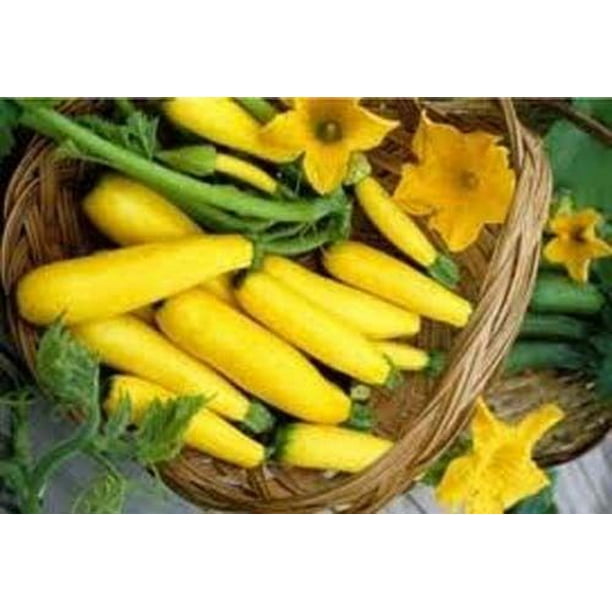 Squash Early Prolific Straightneck Garden Heirloom Vegetable BULK 1,000
