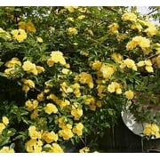 Lady Banks Yellow Rose - Live Plant ( 1 QT ) - Full Sun - Climbing / Rambling Rose