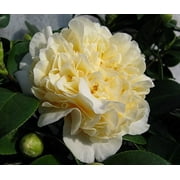 ( 1 ) - Jurys Yellow Camellia Japonica - Starter Plant ( 4L ) ( 1 live plant )