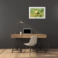 thumbnail image 3 of Jaynes Gallery 18x13 White Modern Wood Framed Museum Art Print Titled - Brazil-Pantanal Black-capped donacobius bird close-up, 3 of 4