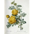 thumbnail image 2 of Redoute, Pierre Joseph 11x14 Black Ornate Wood Framed with Double Matting Museum Art Print Titled - Rosa Sulfurea, 2 of 4