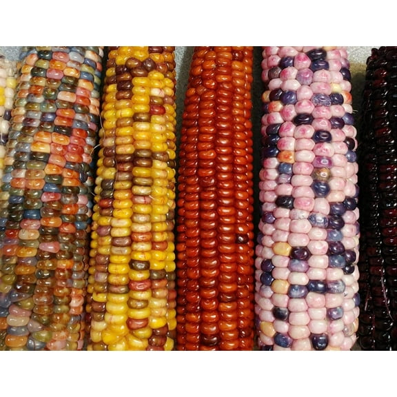 Mountain Indian Corn Seeds for Planting - 100 Seeds to Grow