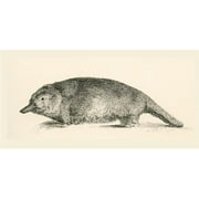 Design Pics DPI2430414 Australian Duck-Billed Platypus Ornithorhynchus Anatinus From The National Encyclopaedia Published C.1890 Poster Print, 19 x 9