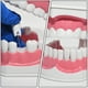 thumbnail image 3 of EeaseMX 1 juego de material didáctico de odontología educativa para niños, modelo de dientes médicos, 3 of 7