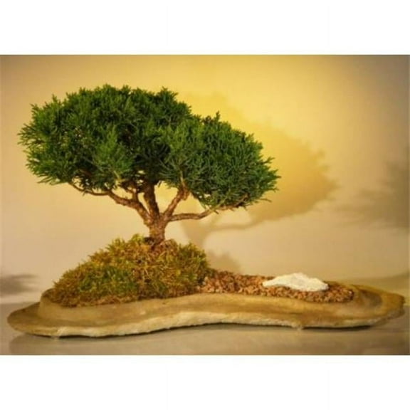 Bonsai Boy e2320 Planted On A Rock Slab Shimpaku Juniperus Chinensis Tree