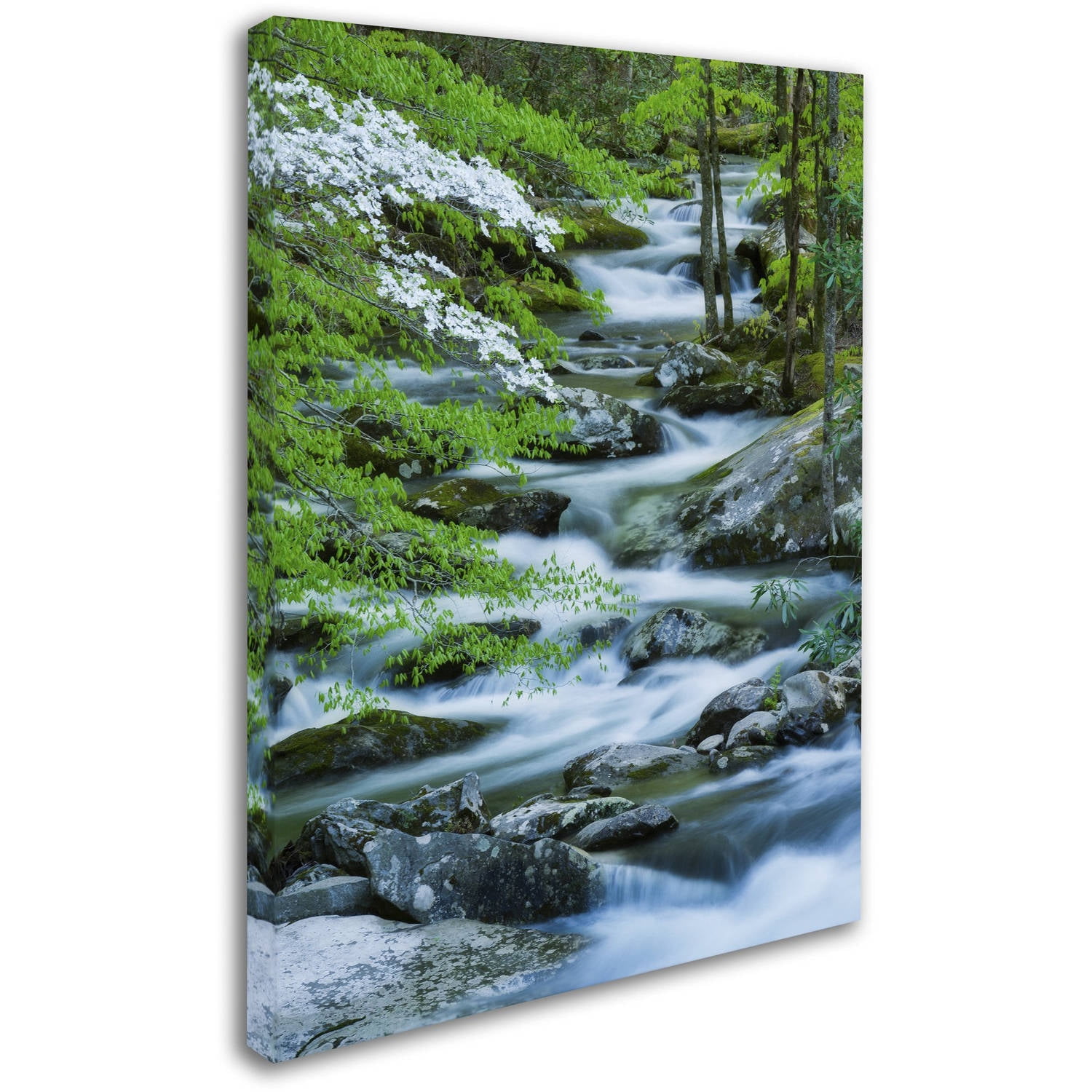 Trademark Fine Art "Flowering Dogwood" Canvas Art by Michael Blanchette Photography