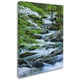 thumbnail image 2 of Trademark Fine Art "Flowering Dogwood" Canvas Art by Michael Blanchette Photography, 2 of 3
