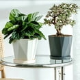 thumbnail image 7 of bestolf Plant Pot with Drainage Holes Decorative Planter with Matching Saucer Modern Flower Pot for Indoor Use Pothos Aloe (White L), 7 of 7