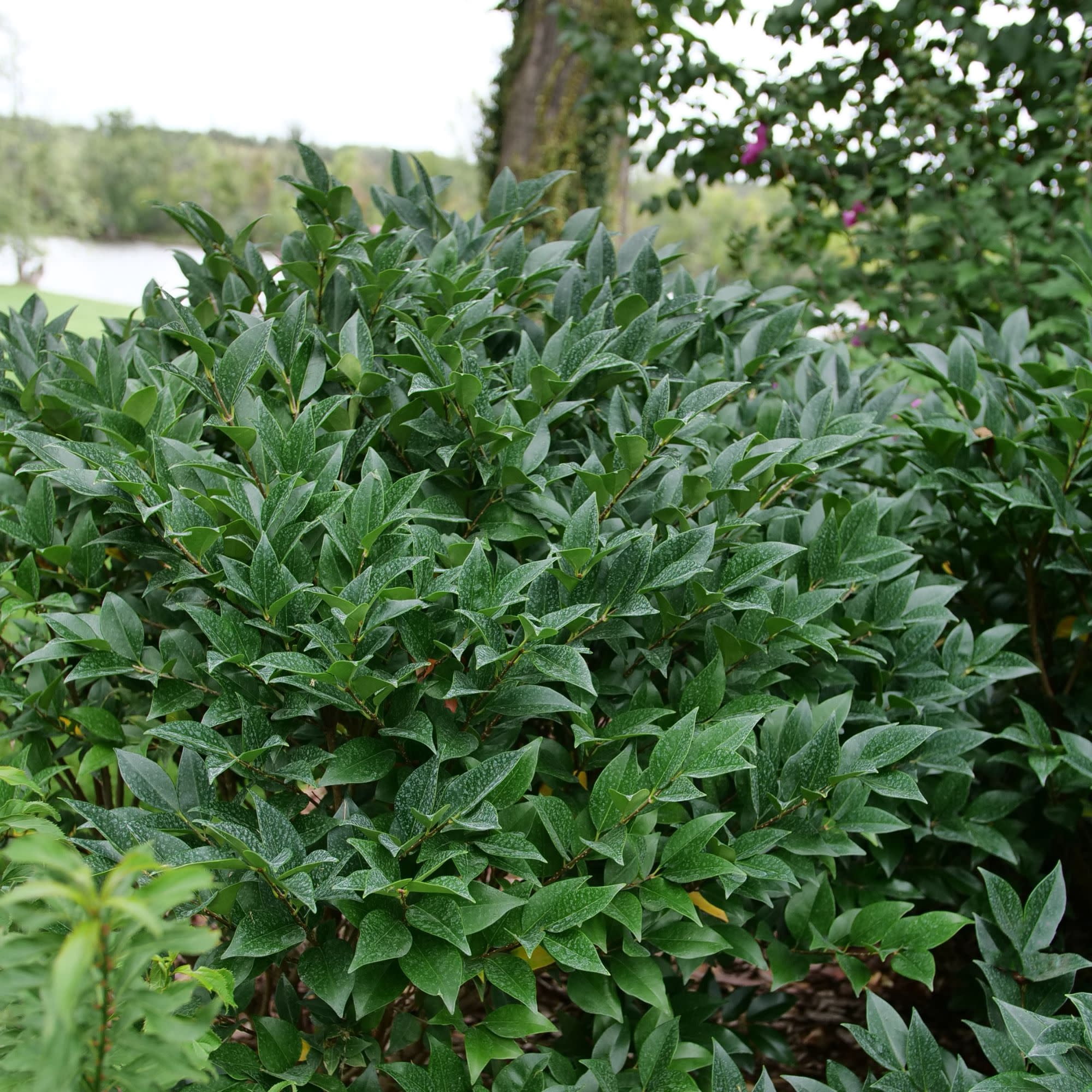 Proven Winners ColorChoice 5" Kindly Privet Live Plant in 4.5" Pot (4 Count)