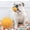 Yellow, variant on Byujiro Dog Ball for Puppy Teething Interactive Fetch & Chew Toys, Bouncy Bite-Resistant Play Balls for Small to Medium Dogs Indoor Outdoor Training & Entertainment