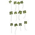 thumbnail image 6 of 12Pcs Natrual Pressed Leaves Embellishments Crafts DIY Wedding, 6 of 8