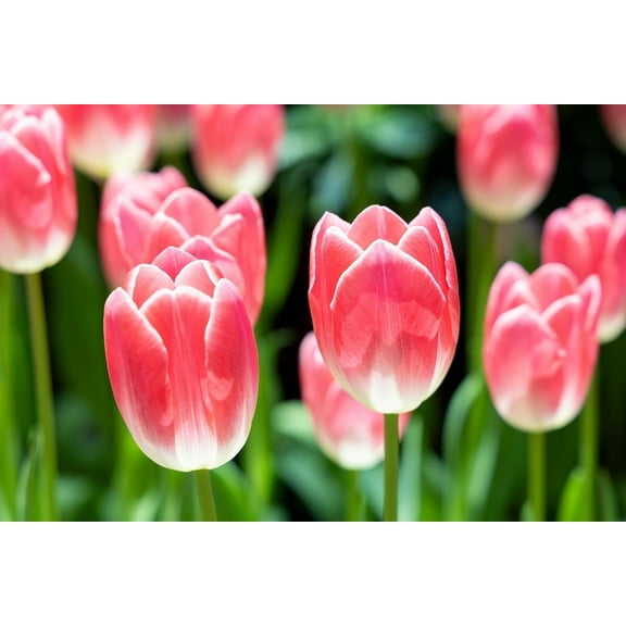 Pink Ardour Tulip Bulbs for Planting – Top Size Bulbs, Stunning Spring Color, Perennial Flowers (10 Bulbs)