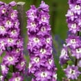 thumbnail image 3 of TomorrowSeeds - Lilac Rocket Larkspur Seeds - 3600+ Count - For 2026 Planting Purple Delphinium, 3 of 3