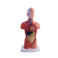 thumbnail image 1 of Poupée Anatomie Mannequin Torso 15 Parties Amovibles Modèle Éducatif d'Organe Interne Humain, 1 of 8