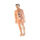 thumbnail image 5 of Modelo de cuerpo humano para niños Figura de anatomía 3D para niños Ayuda para la enseñanza de niños para niños Translúcido, 5 of 9