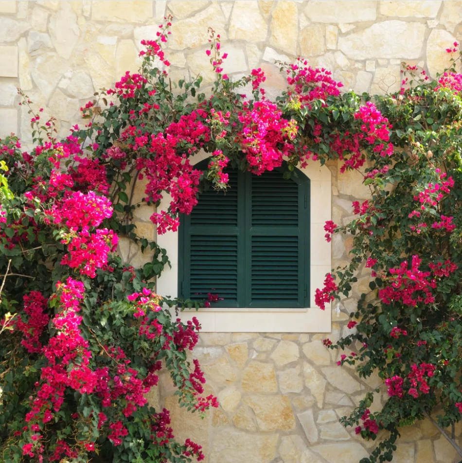 Set 2 Raspberry Ice Bougainvillea Live Starter Plants for Planting, Pink Bougainvillea Plants, Well Rooted, 4 to 6 Inch Tall, Ship No Pot