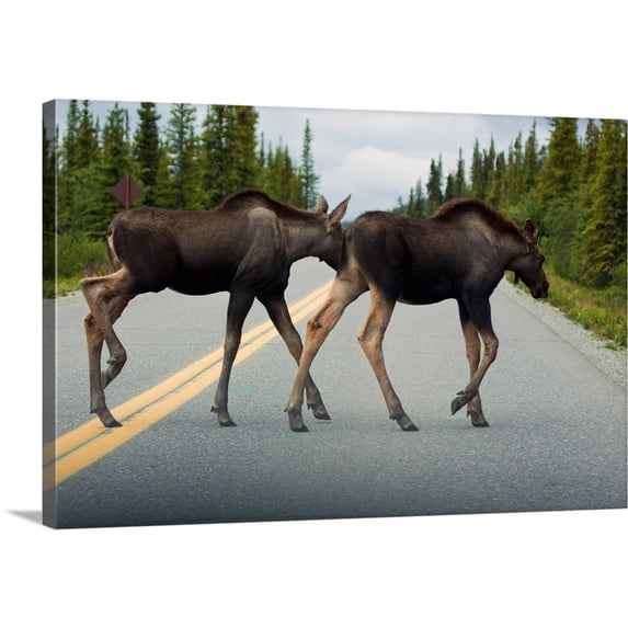 Great BIG Canvas | "Two young moose calves cross the park road in Denali National Park Interior Alaska" Canvas Wall Art - 24x16