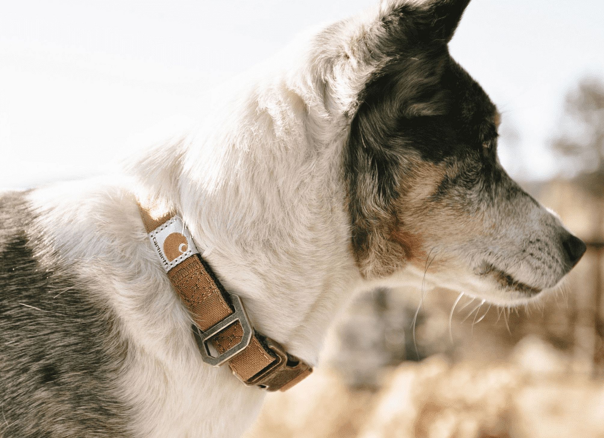 Carhartt Journeyman Dog Collar, Premium Rugged Construction Pet Collar, Carhartt Brown, Large - image 5 of 5