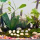 thumbnail image 4 of BESTYASH Decorativas Multicolor Para Acuarios Con Natural Para Peceras Y Jardinería, 4 of 8